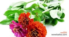 透过花语了解百日菊的多重象征 百日菊的象征意义及文化价值