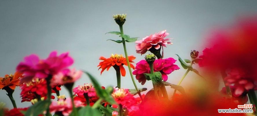 百日菊花语 百日菊花语