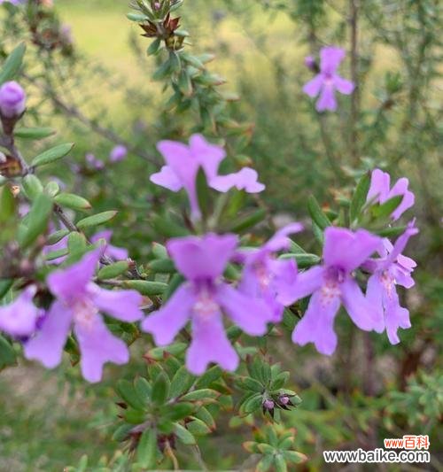 探寻百里香花语的神秘密码 百里香之花语的深意