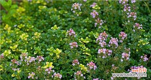 探寻百里香花语的神秘密码 百里香之花语的深意