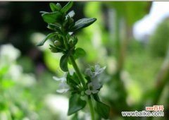 探索百里香的花语意义，发现人生的智慧密码 百里香花语与人生的启示