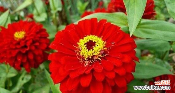 探索百日菊的花语及其文化背景 百日菊的花语