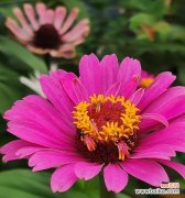 探索百日菊的花语及其文化背景 百日菊的花语