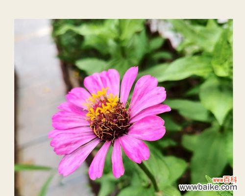 探索百日菊的花语及其文化背景 百日菊的花语