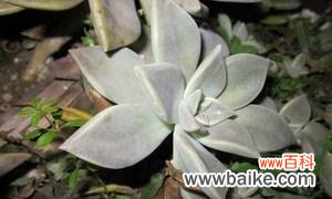 光彩夺目的花卉,传递幸福与美丽 宝石花的特点与寓意