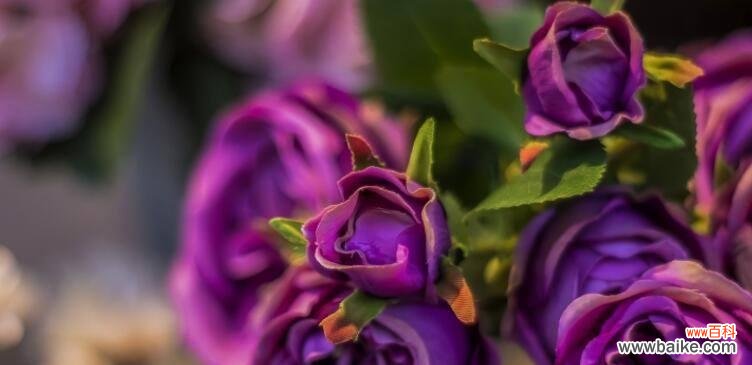 深入探寻薄雾玫瑰的含义和魅力 薄雾玫瑰花语