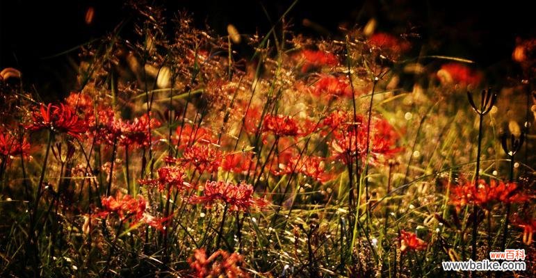 深情相隔，化作爱的呼唤 彼岸花