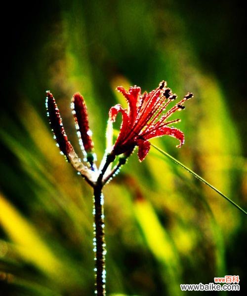 深情相隔，化作爱的呼唤 彼岸花