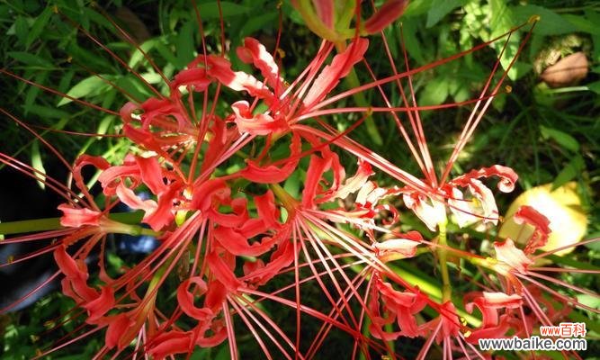 深情相隔，化作爱的呼唤 彼岸花