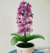 贝壳花的花语与含义 贝壳花