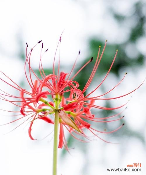 秋意渐浓,彼岸花轻启花蕾,沉香迷人 彼岸花