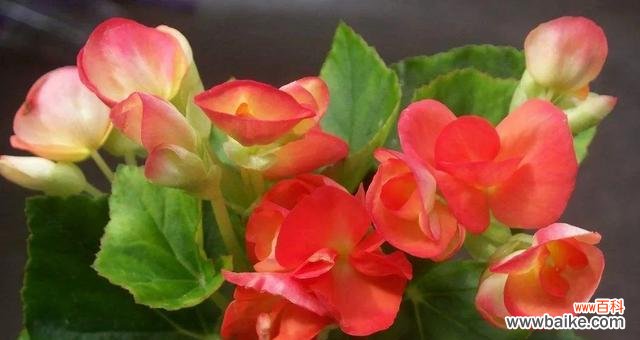 春夏秋冬 四季花开，岁月如歌