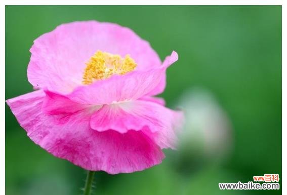 以代表温暖善良的花为主题的思考与感悟 花开温暖善良的心灵