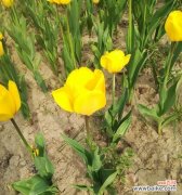 以花为媒 花开兄妹情