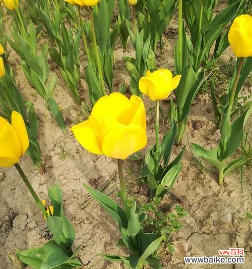 以花为媒 花开兄妹情