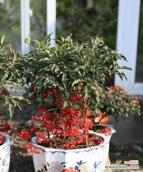 绽放吉祥 喜庆之花——中国传统节日中代表喜庆的植物