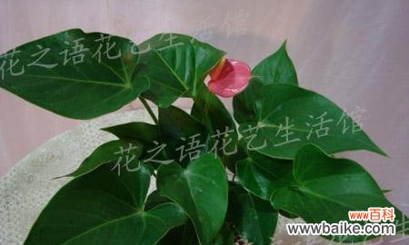 盛夏花卉和草本植物的绚丽与生机 夏日绿意