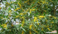 探寻代表相思的植物及其象征意义 相思之植