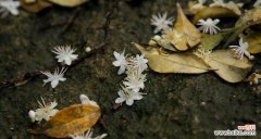 代表生命与死亡的花朵 生与死，花的短暂绽放