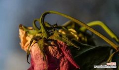 代表心灰意冷的花——郁金香 心灰意冷，花开寂寞