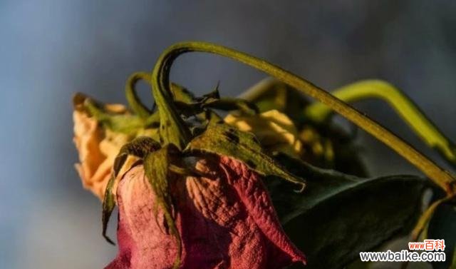 代表心灰意冷的花——郁金香 心灰意冷，花开寂寞