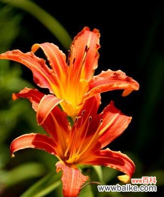 在花朵中寻找遗忘与重生 花开遗忘,遗忘一切的花