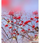 探索花朵在文化中的象征意义 用花象征意难平的心情