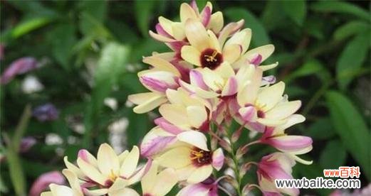 探索植物世界中的勇气与坚强 勇气与坚强的植物