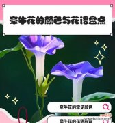 粉色和蓝色花各自代表什么？它们的花语有何不同？