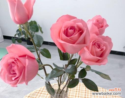 什么花象征健康平安吉祥？健康花语全解析766