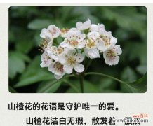 哪种花象征着纯白的爱情？它的花语有哪些？