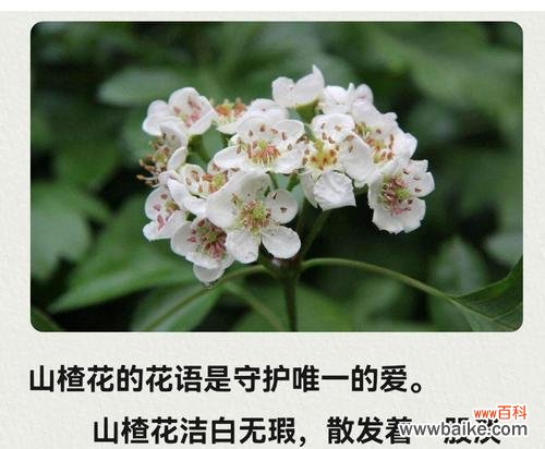 哪种花象征着纯白的爱情？它的花语有哪些？