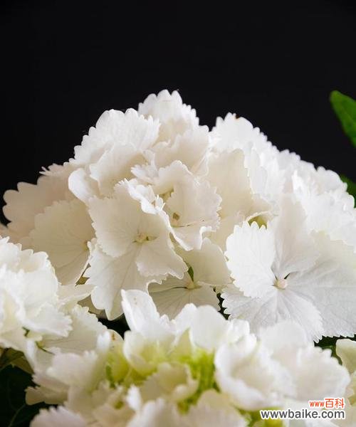 哪种花象征着纯白的爱情？它的花语有哪些？