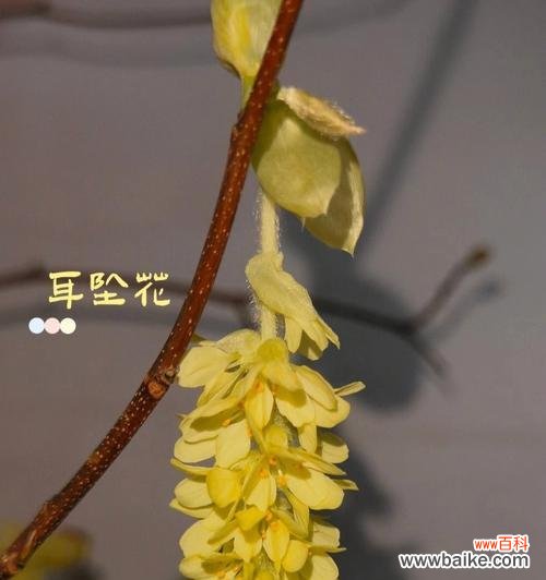 黄色花耳坠的寓意是什么?用黄色花做耳坠好吗?