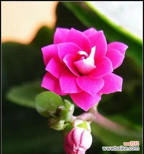 哪种花象征长寿？它们的美丽有何寓意？