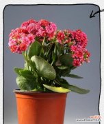 哪种花象征长寿？它们的美丽有何寓意？