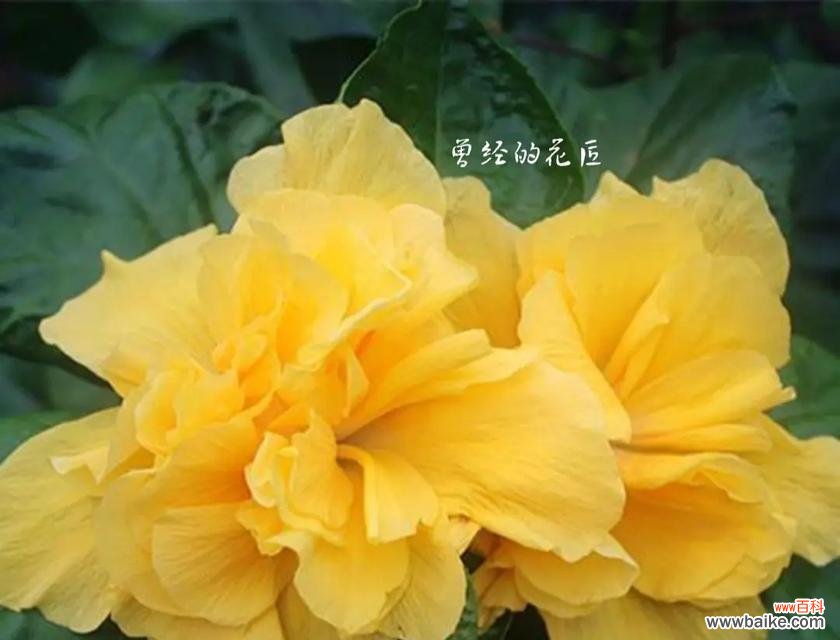 红橙色圆形手捧花代表什么？它的寓意是什么？