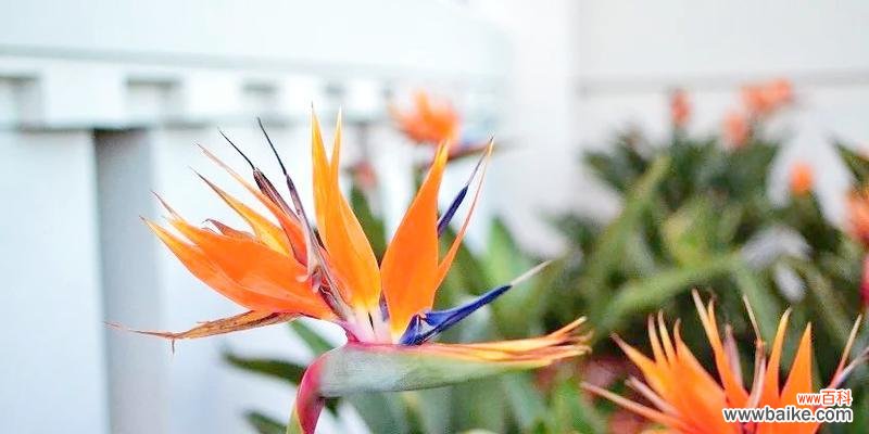 哪些花象征着健康和鸟类？