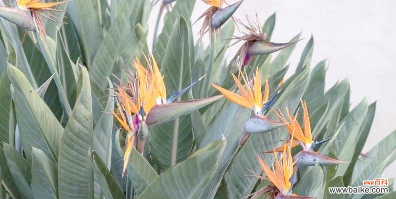 哪些花象征着健康和鸟类？