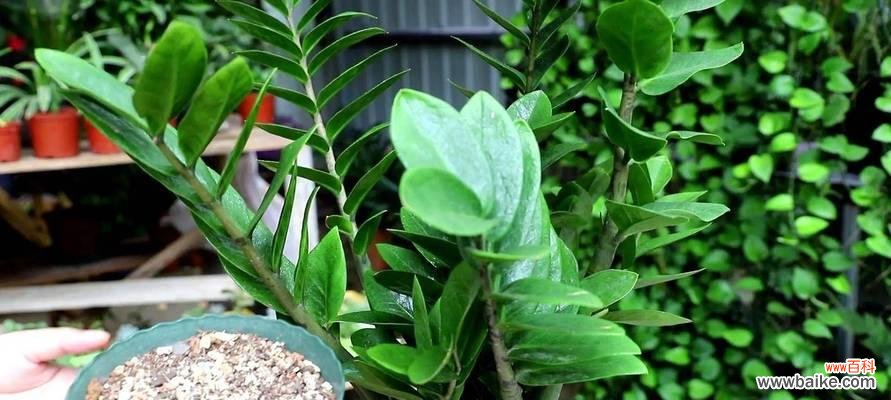 哪种盆景花象征平安健康?