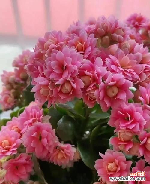 哪种盆景花象征平安健康?