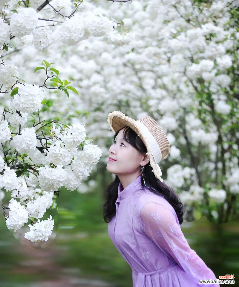 白色绣球花的恋爱情感寓意是什么？