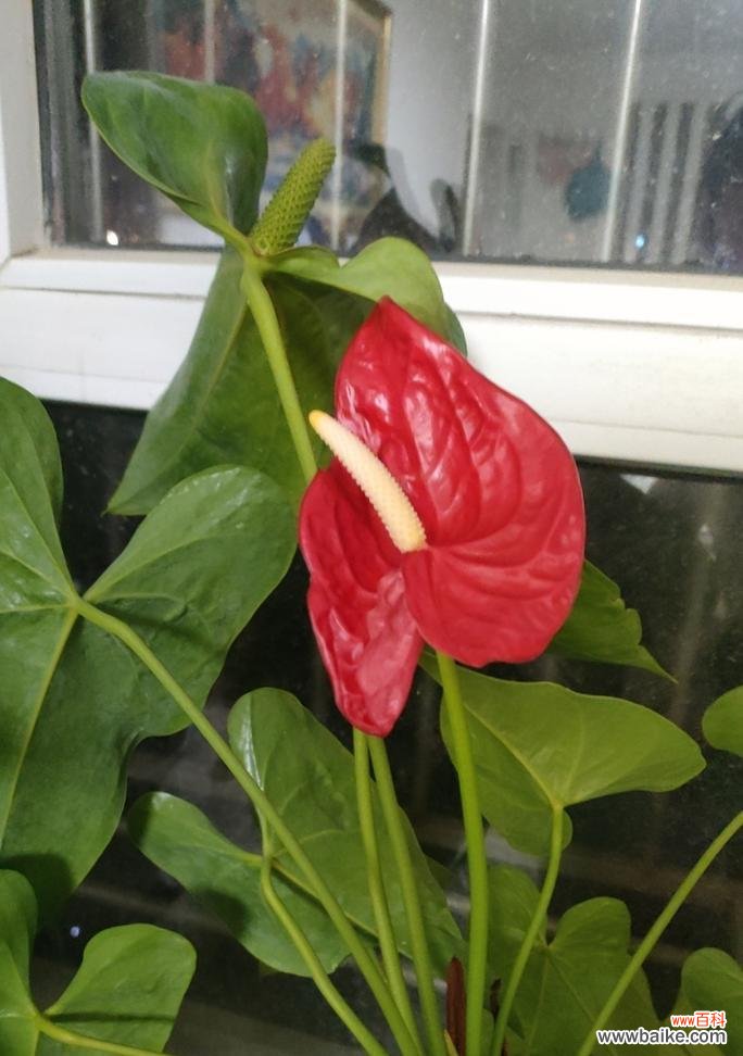 哪些花卉象征着希望和幸福？