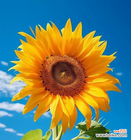 哪些花卉象征着希望和幸福？