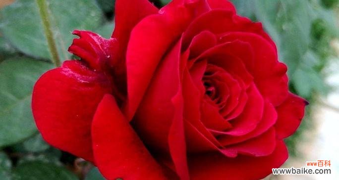 哪些红色花品种寓意好?