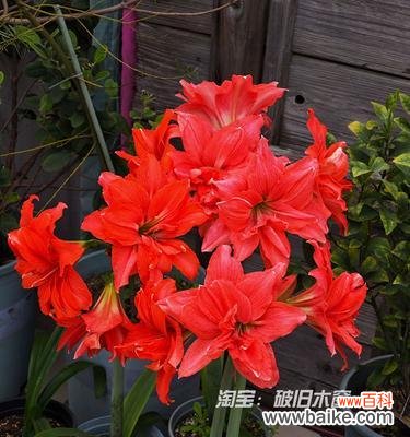 哪些红色花品种寓意好?