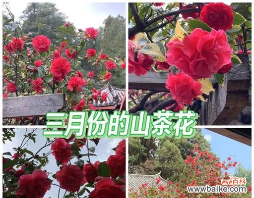 蓝色花为何用于送别？送给死人的蓝色花有何寓意？