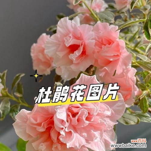 蓝色花为何用于送别？送给死人的蓝色花有何寓意？