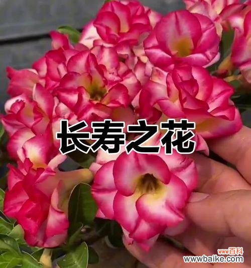 哪种花象征家庭和睦平安?寓意是什么?