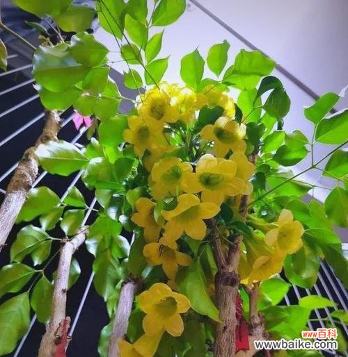 哪种花象征家庭和睦平安?寓意是什么?